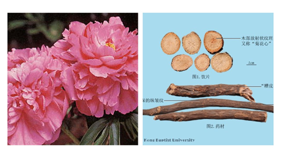 经典三级视频在线观看 香精与香料(119)—芍药
