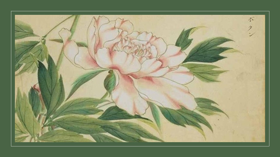 经典三级视频在线观看 香精与香料(119)—芍药