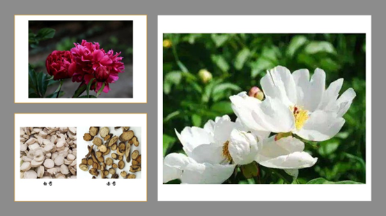经典三级视频在线观看 香精与香料(119)—芍药