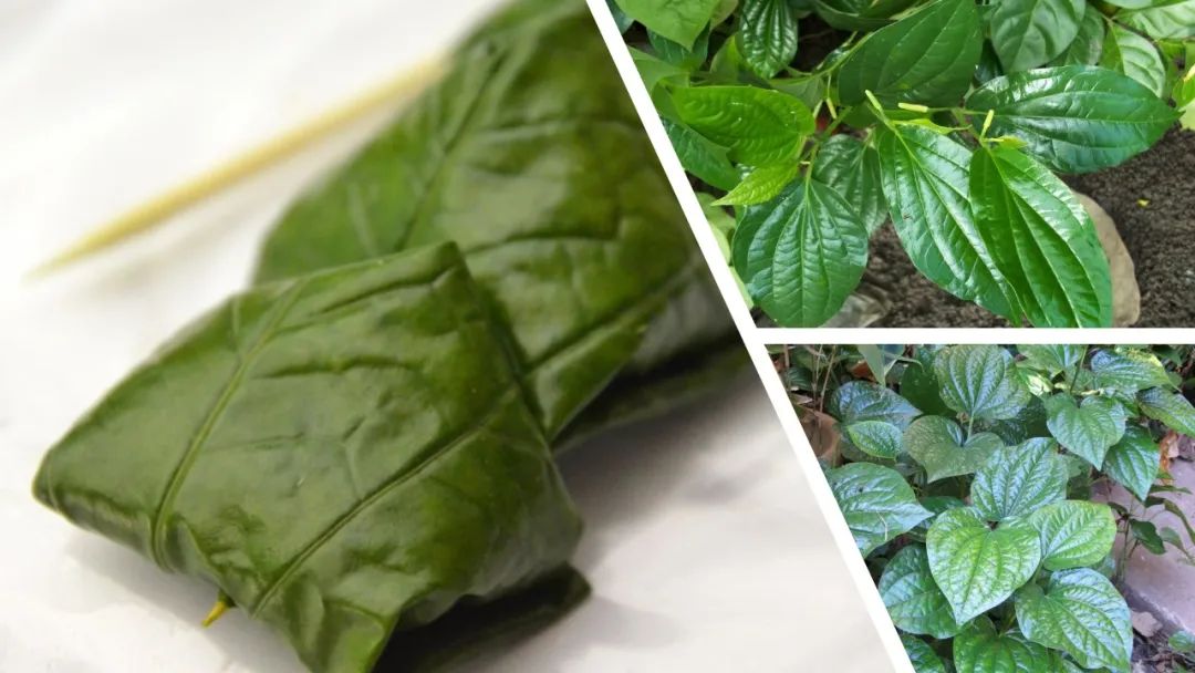 极品网红诱惑一区在线 香精与香料(121)—山蒌