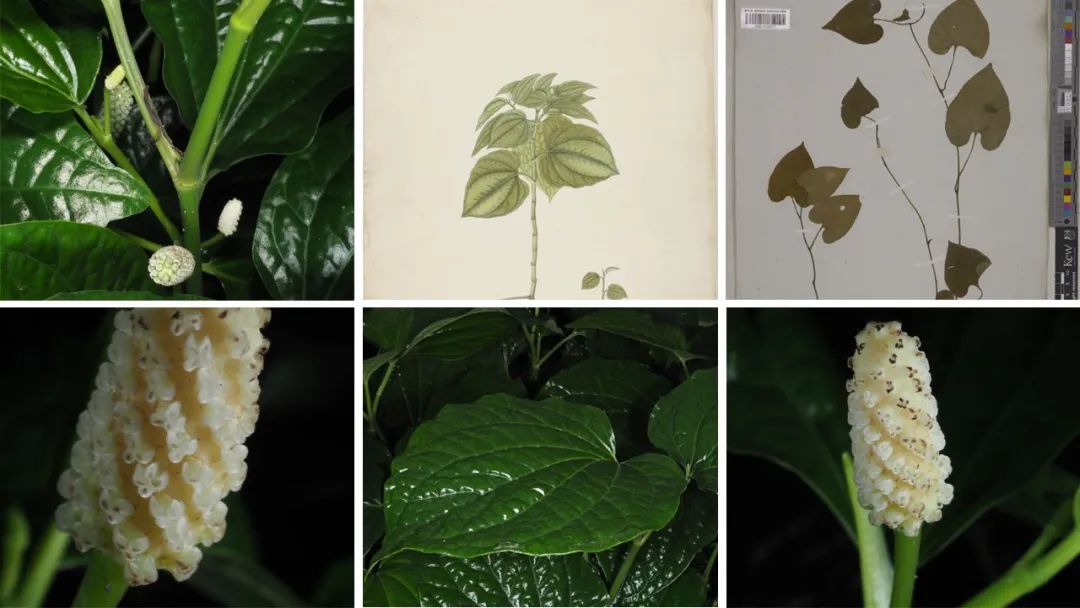 极品网红诱惑一区在线 香精与香料(121)—山蒌