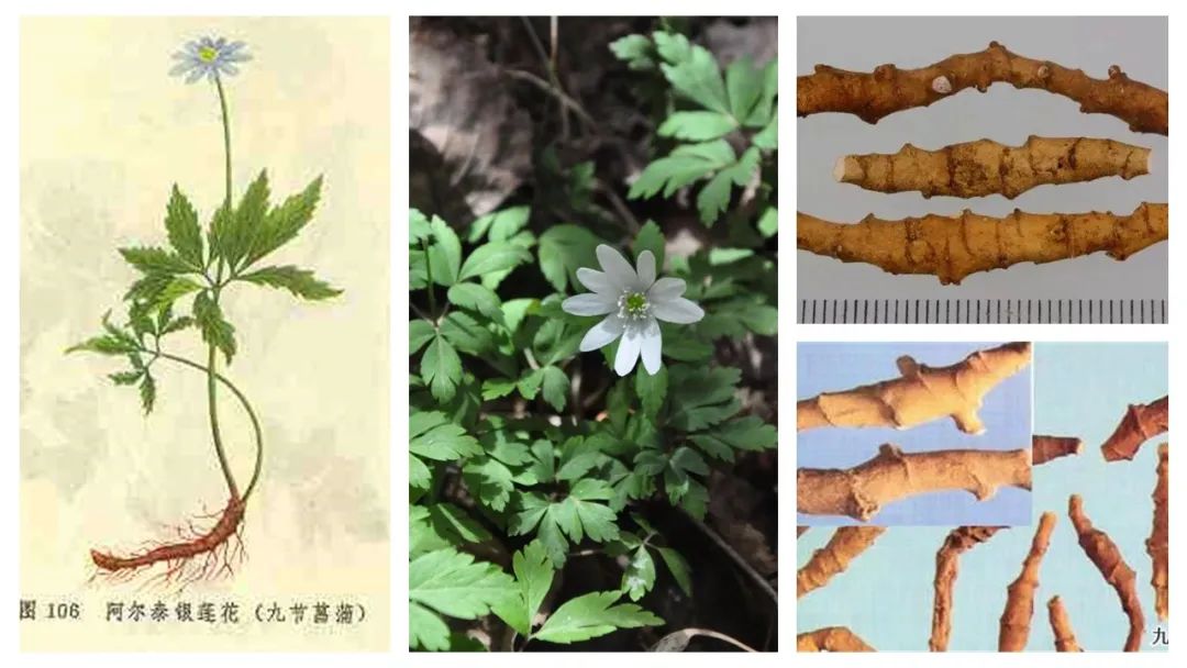 精品国产美女福领在线 香精与香料(122)—菖蒲