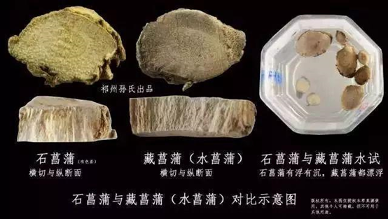 精品国产美女福领在线 香精与香料(122)—菖蒲