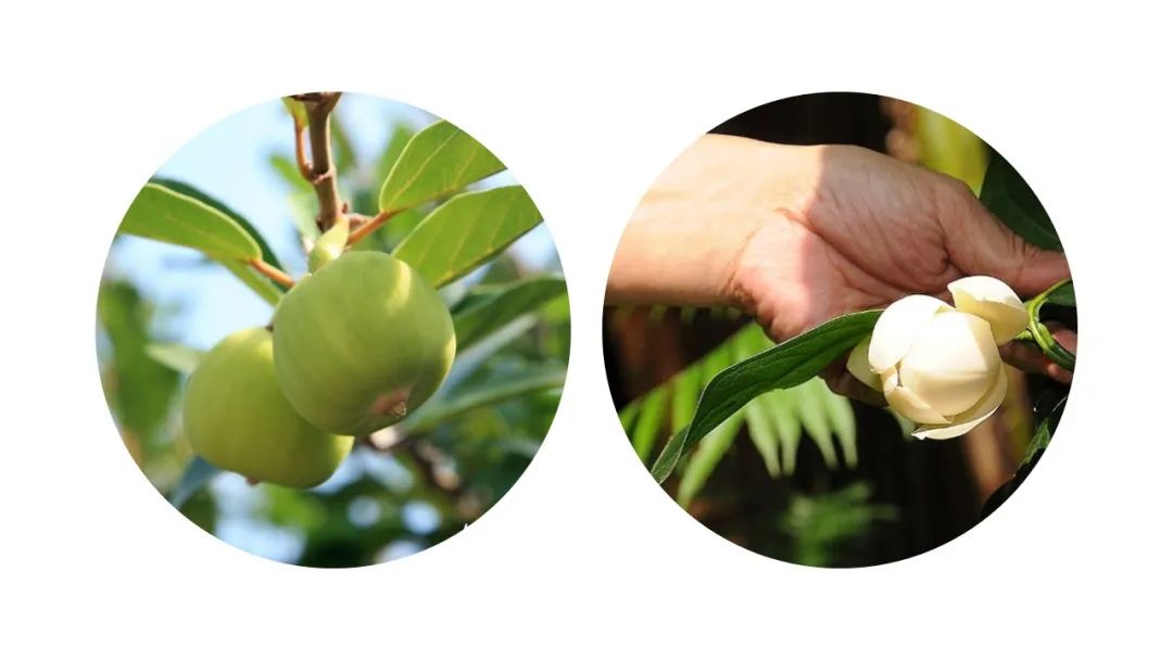 经典三级视频在线观看 香精与香料(123)—薜荔