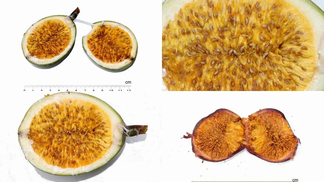 经典三级视频在线观看 香精与香料(123)—薜荔