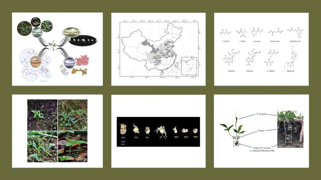 极品网红诱惑一区在线 香精与香料(125)—半夏