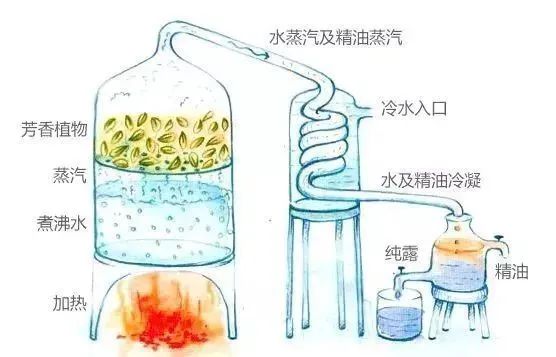 经典三级视频在线观看 芳香疗法，一个起源于5000年前的神秘学科