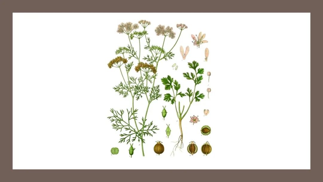 精品国产美女福领在线 香精与香料(128)—芫荽