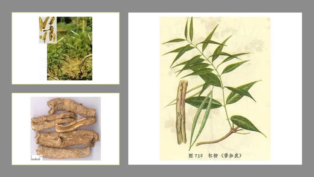 极品网红诱惑一区在线 香精与香料(129)—香加皮