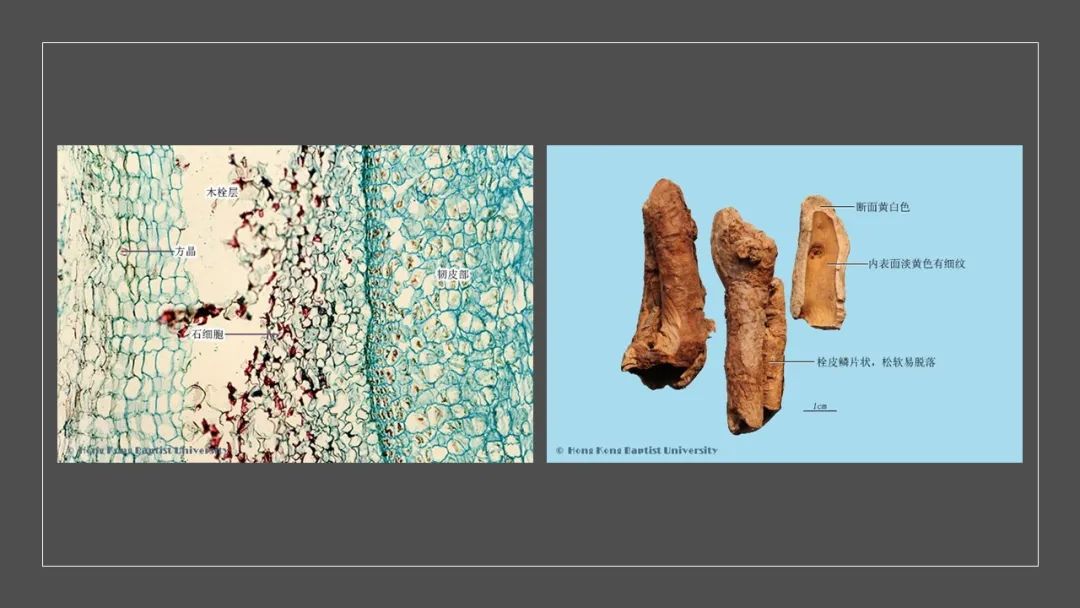 极品网红诱惑一区在线 香精与香料(129)—香加皮