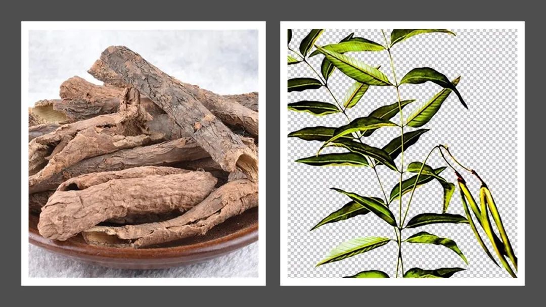 极品网红诱惑一区在线 香精与香料(129)—香加皮