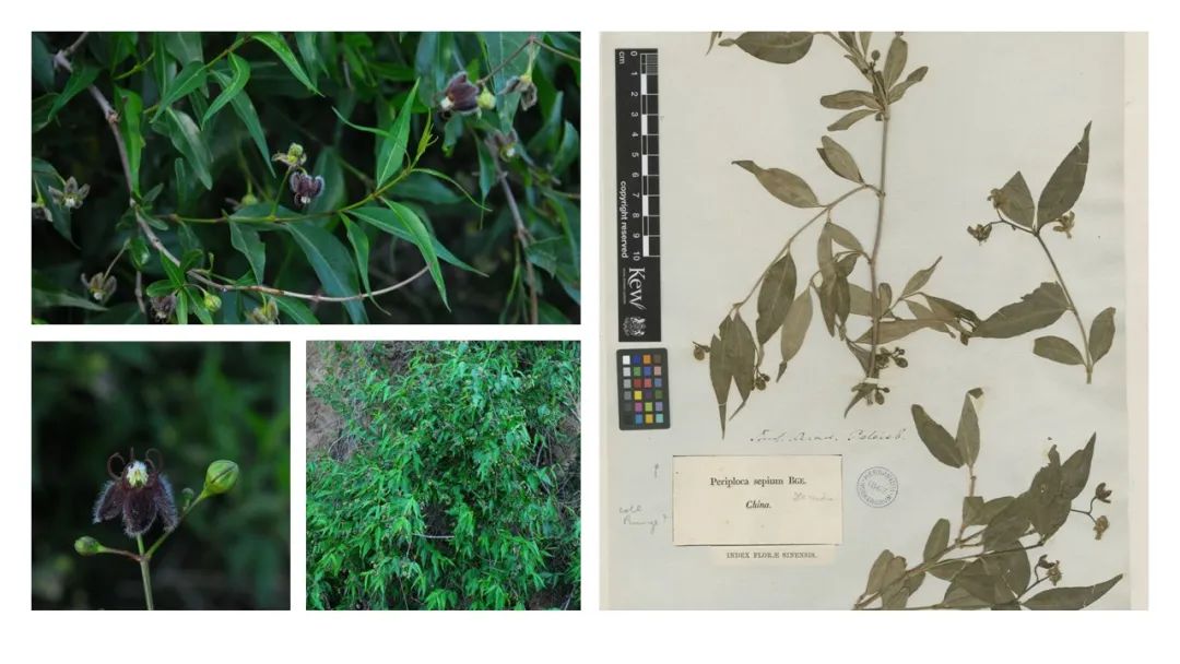 极品网红诱惑一区在线 香精与香料(129)—香加皮
