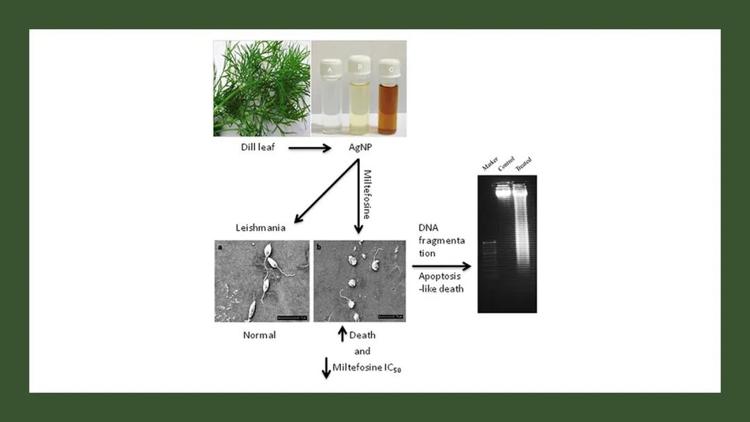 经典三级视频在线观看 香精与香料(132)—莳萝