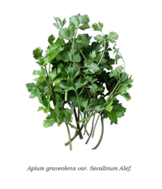 香精与香料(133)—旱芹(Apium graveolens)