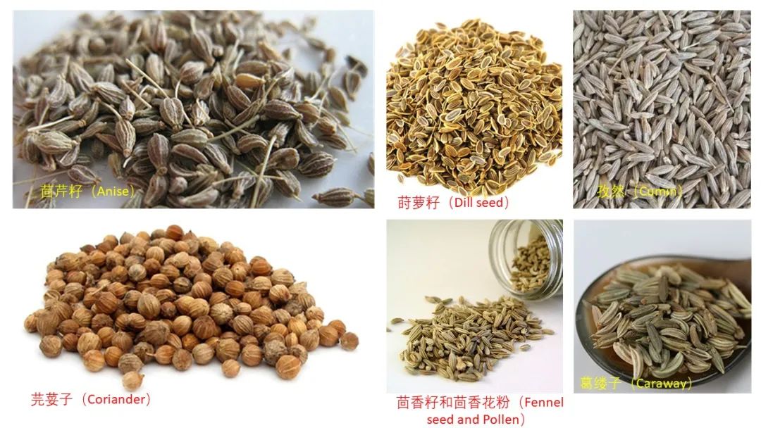 精品国产美女福领在线 香精与香料(134)—葛缕子(Carum carvi)