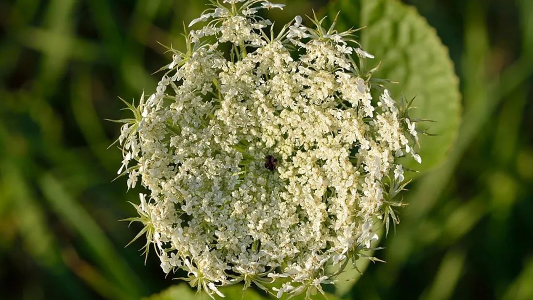 极品网红诱惑一区在线 香精与香料(135)—野胡萝卜(Daucus carota)
