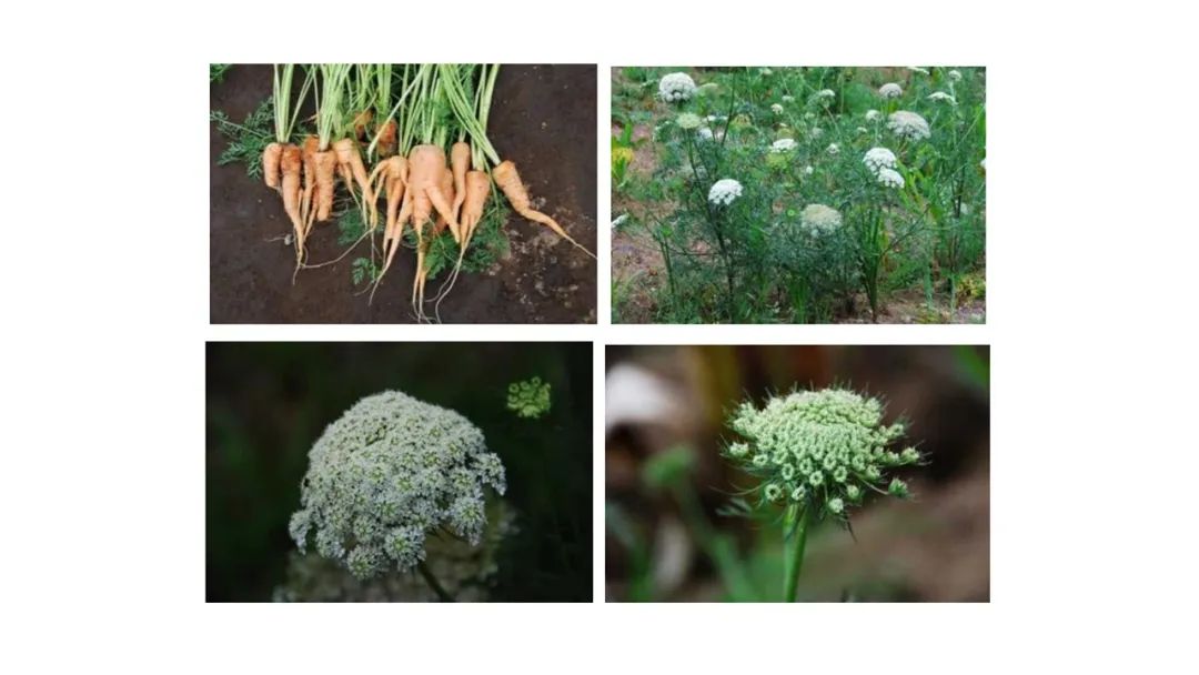 极品网红诱惑一区在线 香精与香料(135)—野胡萝卜(Daucus carota)