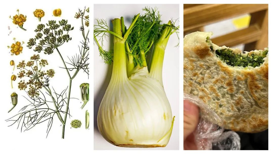 精品国产美女福领在线 香精与香料(136)—小茴香(Fennel)
