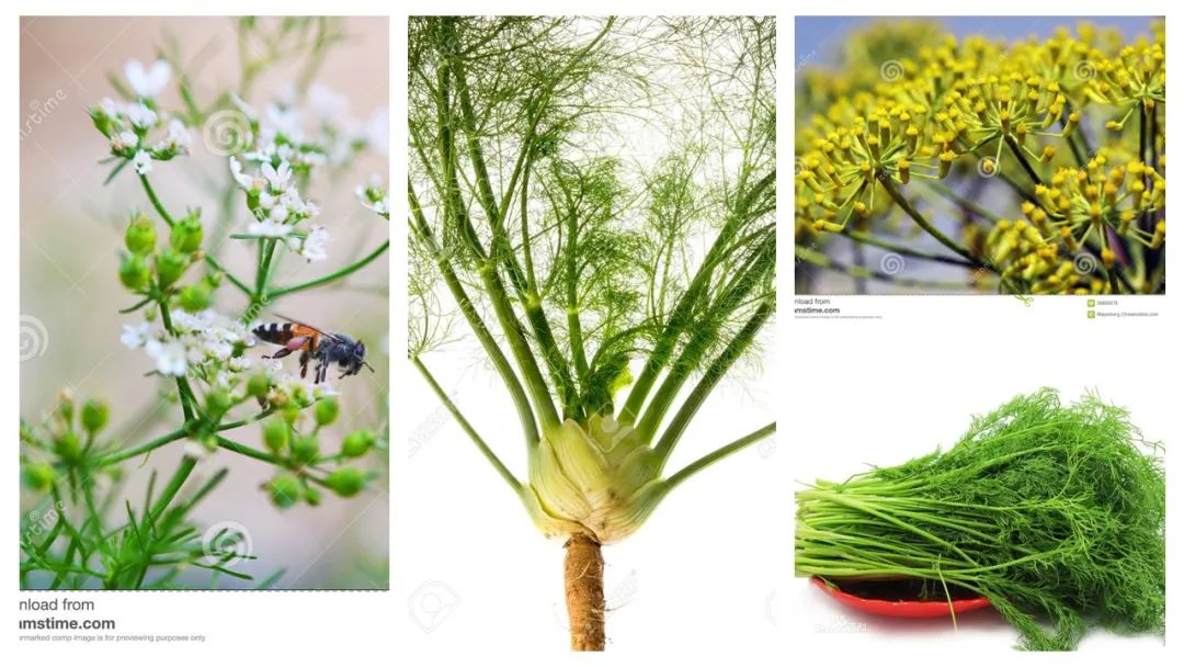 精品国产美女福领在线 香精与香料(136)—小茴香(Fennel)