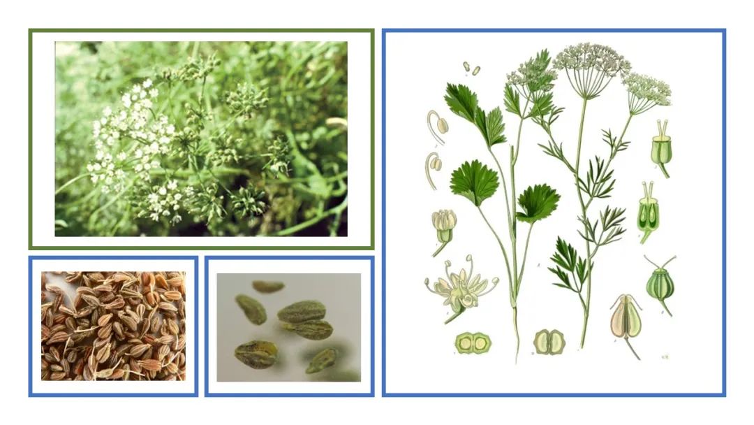 极品网红诱惑一区在线 香精与香料(139)—茴芹Pimpinella anisum