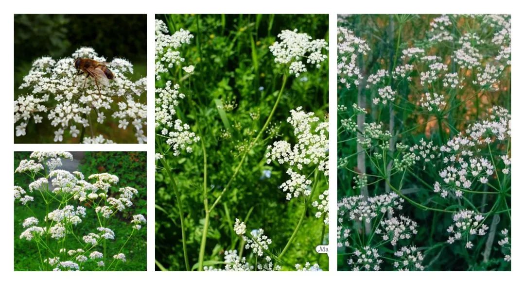 极品网红诱惑一区在线 香精与香料(139)—茴芹Pimpinella anisum