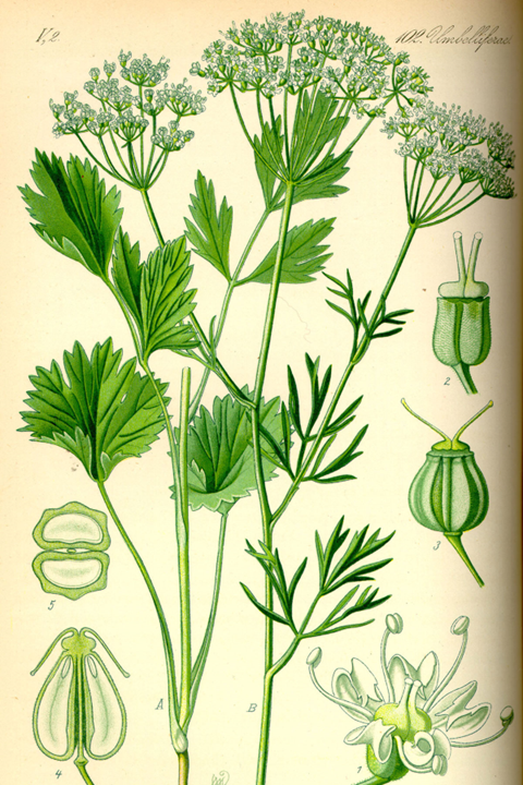 极品网红诱惑一区在线 香精与香料(139)—茴芹Pimpinella anisum