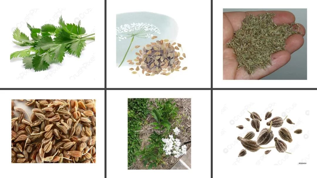 极品网红诱惑一区在线 香精与香料(139)—茴芹Pimpinella anisum