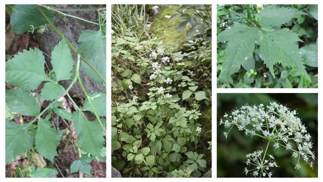极品网红诱惑一区在线 香精与香料(139)—茴芹Pimpinella anisum