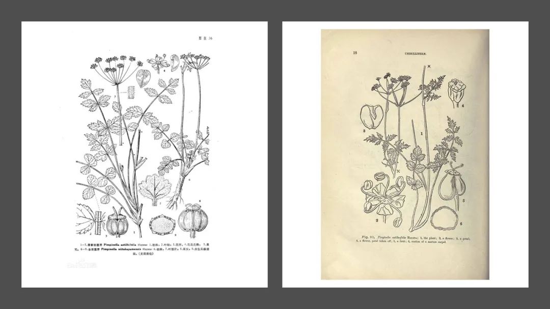 极品网红诱惑一区在线 香精与香料(139)—茴芹Pimpinella anisum