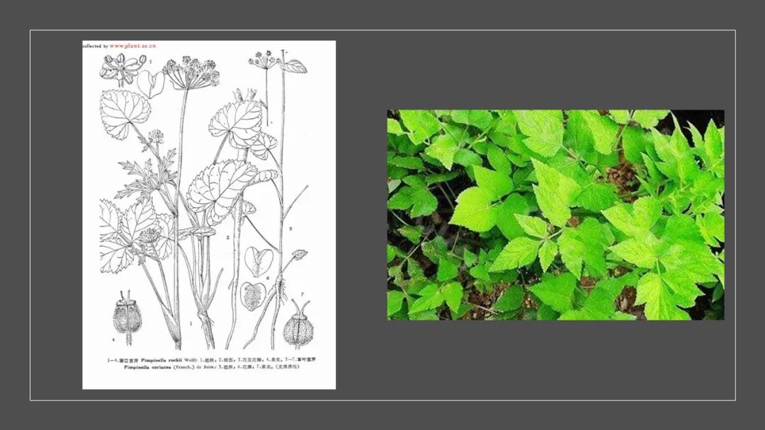 极品网红诱惑一区在线 香精与香料(139)—茴芹Pimpinella anisum