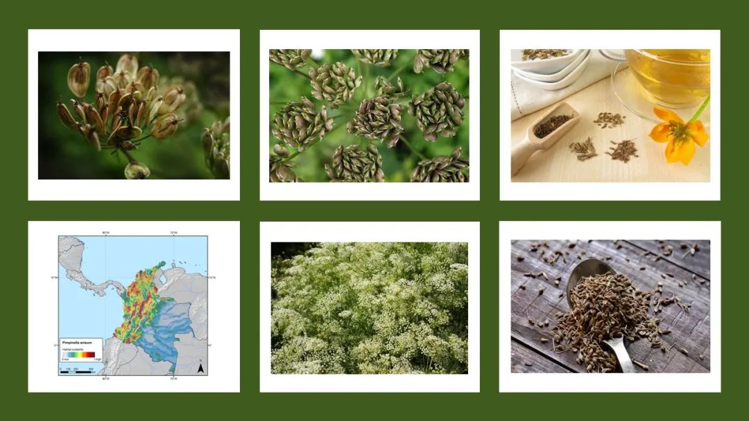 极品网红诱惑一区在线 香精与香料(139)—茴芹Pimpinella anisum