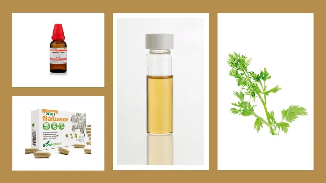 极品网红诱惑一区在线 香精与香料(139)—茴芹Pimpinella anisum