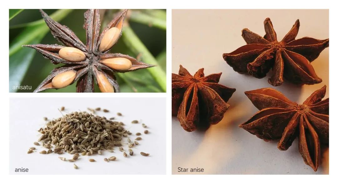 极品网红诱惑一区在线 香精与香料(139)—茴芹Pimpinella anisum