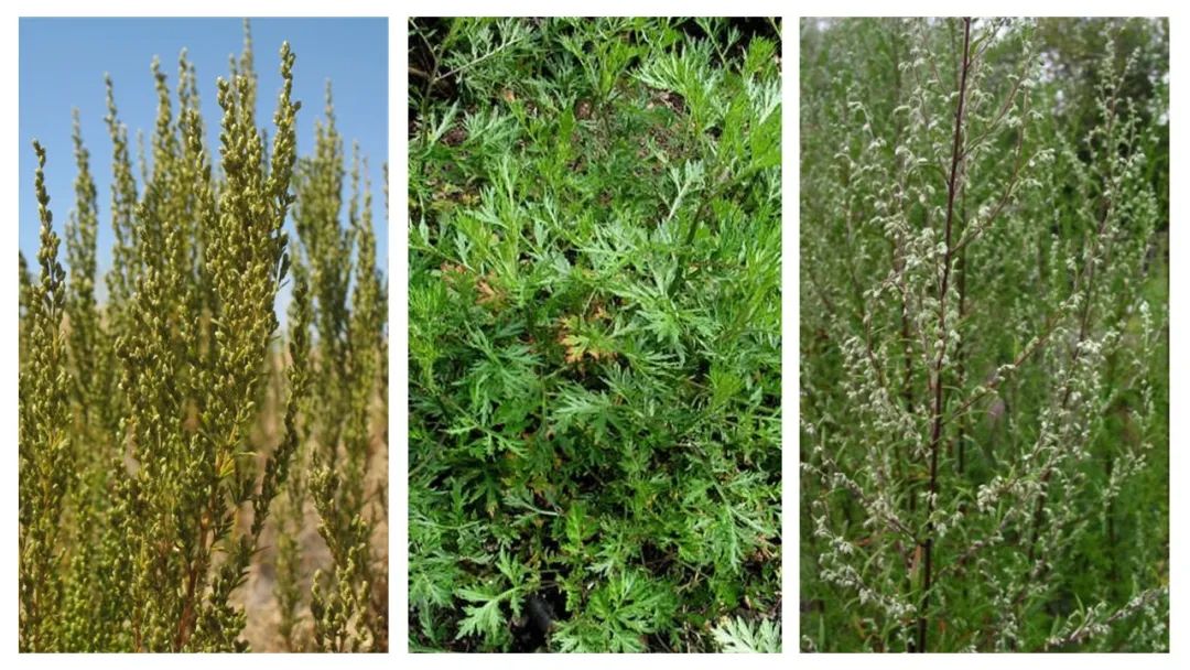 经典三级视频在线观看 香精与香料(141)—蛔蒿
