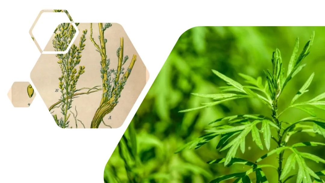 经典三级视频在线观看 香精与香料(141)—蛔蒿