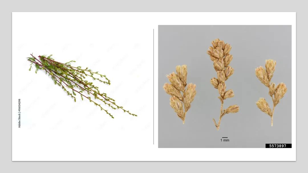 经典三级视频在线观看 香精与香料(141)—蛔蒿