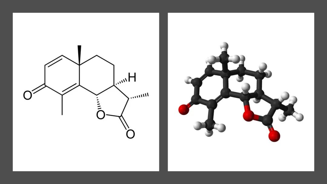 经典三级视频在线观看 香精与香料(141)—蛔蒿