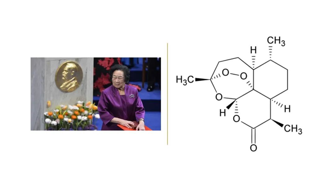 精品国产美女福领在线 香精与香料(142)—青蒿