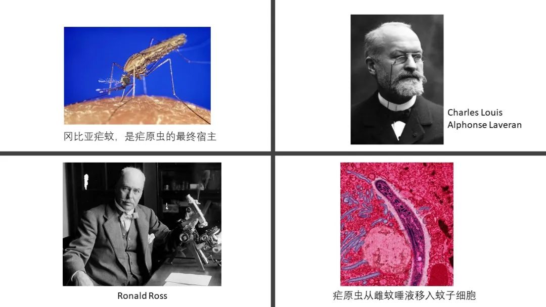精品国产美女福领在线 香精与香料(142)—青蒿