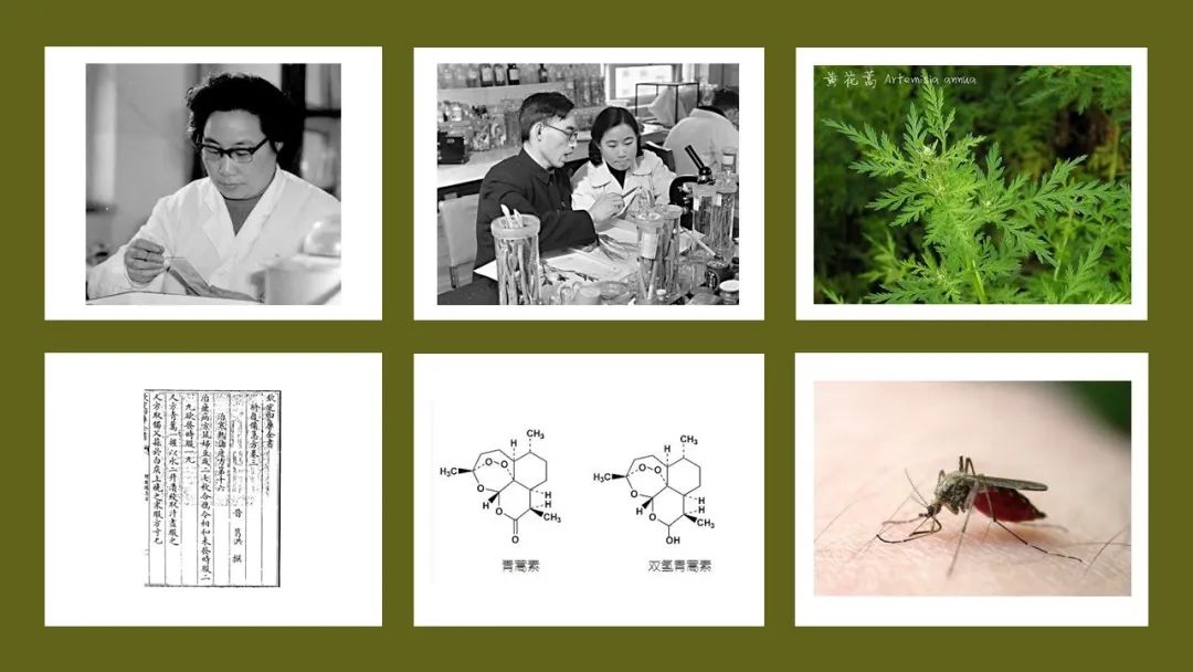 精品国产美女福领在线 香精与香料(142)—青蒿
