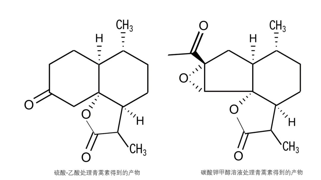 精品国产美女福领在线 香精与香料(142)—青蒿