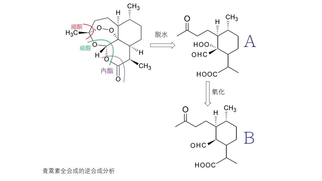 精品国产美女福领在线 香精与香料(142)—青蒿