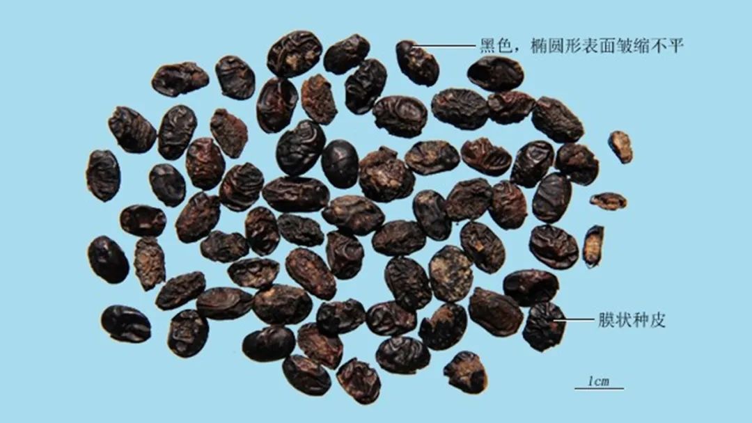 经典三级视频在线观看 香精与香料(146)—淡豆豉