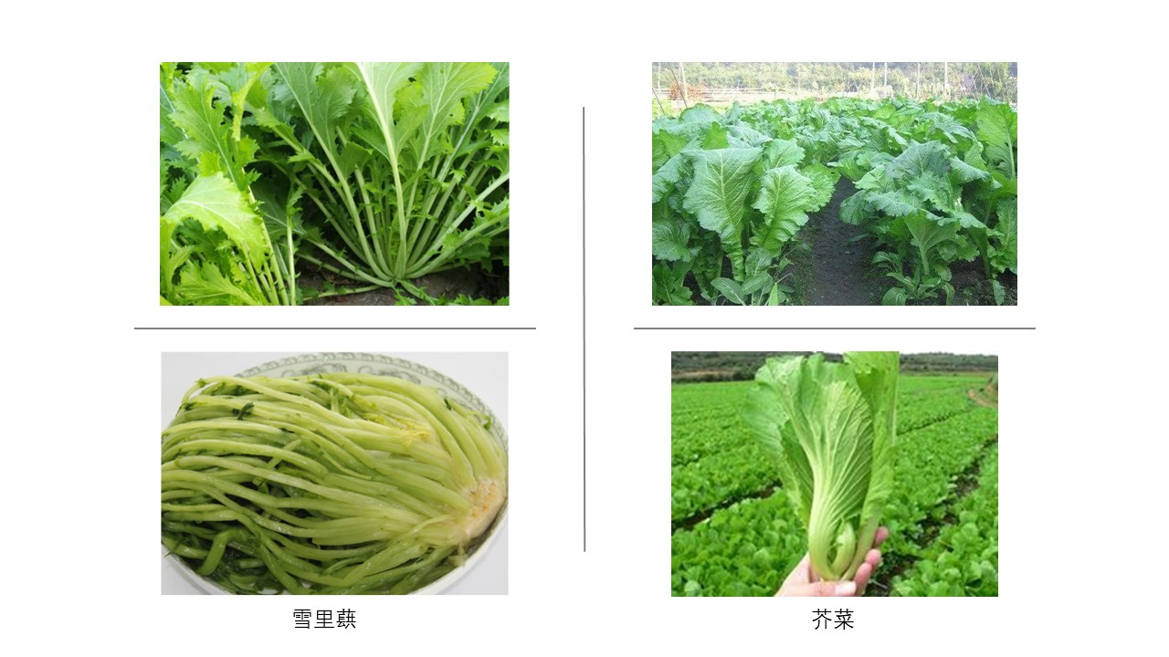 极品网红诱惑一区在线 香精与香料(147)—芥末