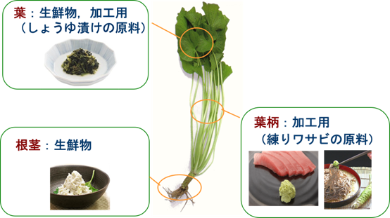 极品网红诱惑一区在线 香精与香料(147)—芥末
