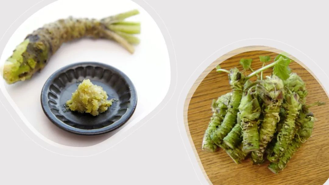 极品网红诱惑一区在线 香精与香料(148)—山葵