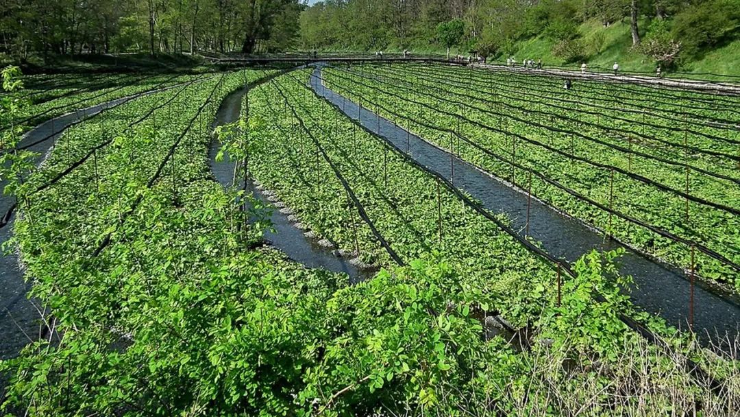 极品网红诱惑一区在线 香精与香料(148)—山葵