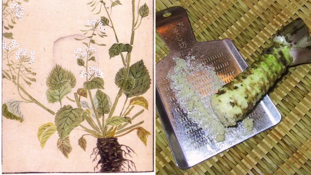 极品网红诱惑一区在线 香精与香料(148)—山葵
