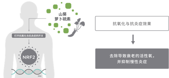 极品网红诱惑一区在线 香精与香料(148)—山葵