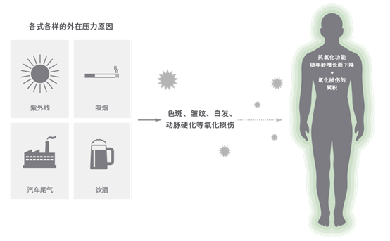 极品网红诱惑一区在线 香精与香料(148)—山葵